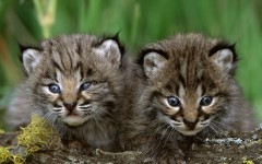 Desktop image. Animals. ID:36227
