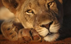 Desktop image. Animals. ID:95767