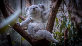 Desktop image. Animals. ID:95541