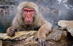 Desktop image. Animals. ID:36230