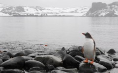 Desktop image. Animals. ID:36232