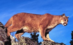 Desktop image. Animals. ID:36233