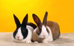 Desktop image. Animals. ID:36235