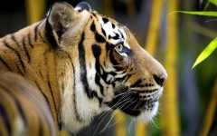 Desktop image. Animals. ID:36236