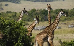 Desktop image. Animals. ID:36237