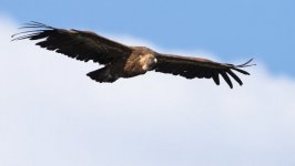 Desktop image. Animals. ID:95497