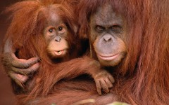 Desktop image. Animals. ID:36239