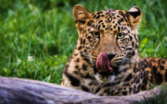 Desktop image. Animals. ID:95514