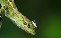 Desktop image. Animals. ID:36241