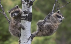 Desktop image. Animals. ID:36242