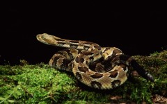 Desktop image. Animals. ID:36244
