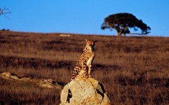 Desktop image. Animals. ID:36245