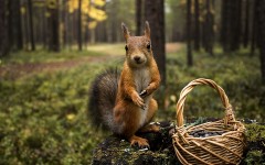 Desktop image. Animals. ID:57291