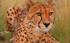Desktop image. Animals. ID:36247