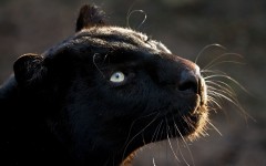 Desktop image. Animals. ID:36248