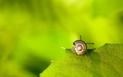 Desktop image. Animals. ID:36249