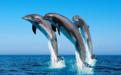 Desktop image. Animals. ID:57290
