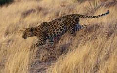Desktop image. Animals. ID:36251
