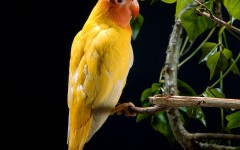 Desktop image. Animals. ID:36253