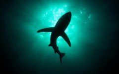 Desktop image. Animals. ID:36254