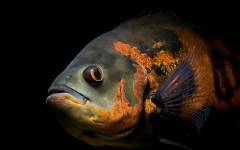 Desktop image. Animals. ID:36255