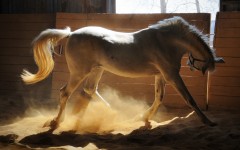 Desktop image. Animals. ID:36256