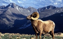 Desktop image. Animals. ID:36257