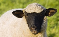 Desktop image. Animals. ID:36259