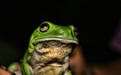 Desktop image. Animals. ID:36260