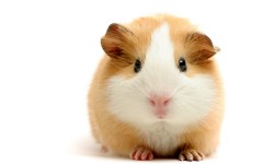 Desktop image. Animals. ID:36261