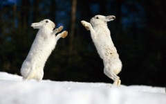 Desktop image. Animals. ID:36262