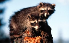 Desktop image. Animals. ID:36263
