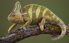 Desktop image. Animals. ID:36264
