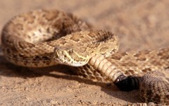 Desktop image. Animals. ID:36265