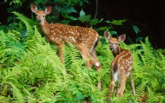 Desktop image. Animals. ID:36266