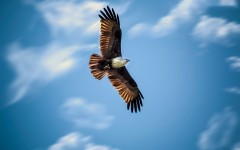 Desktop image. Animals. ID:57295