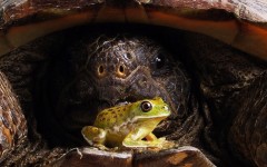Desktop image. Animals. ID:36268