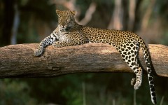 Desktop image. Animals. ID:36269