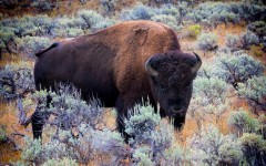Desktop image. Animals. ID:57296
