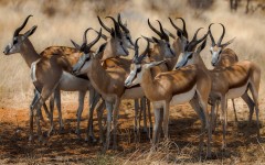 Desktop image. Animals. ID:57299