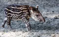 Desktop image. Animals. ID:57302