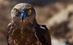 Desktop image. Animals. ID:64993