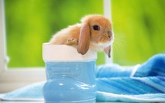 Desktop image. Animals. ID:36275