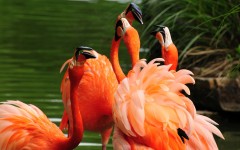 Desktop image. Animals. ID:36276