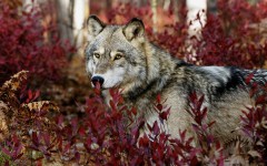 Desktop image. Animals. ID:36277