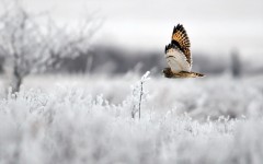 Desktop image. Animals. ID:57303