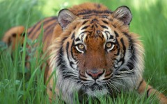Desktop image. Animals. ID:36279