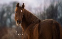 Desktop image. Animals. ID:95253