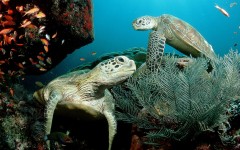 Desktop image. Animals. ID:36281