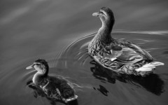 Desktop image. Animals. ID:36282